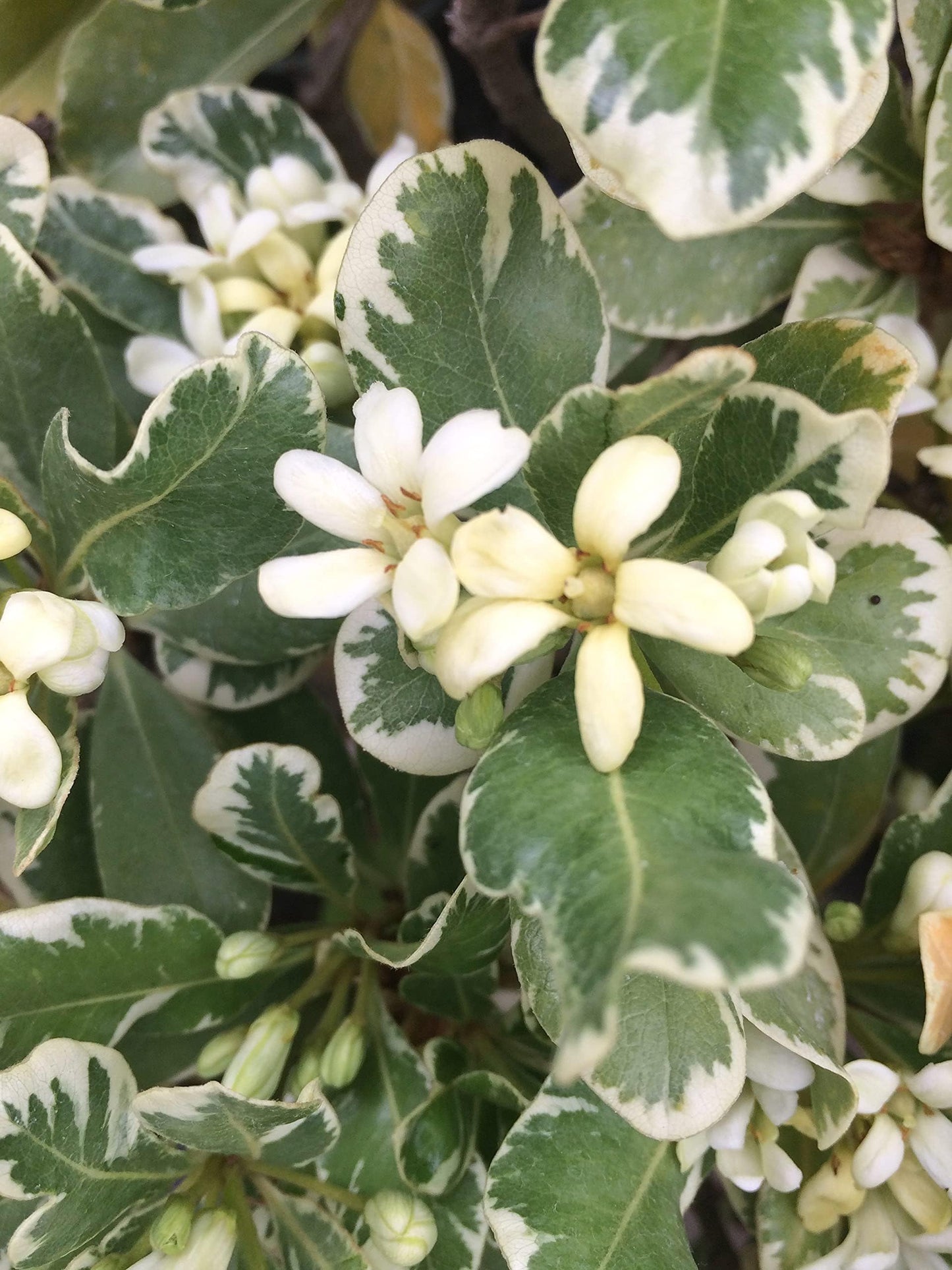 Pittosporum Variegated I 1 Large Trade Gallon Size Plant I Pittosporum Tobria Variegatum I Live Striking Two-Tone Foliage for All-Year Visual Interest, Ideal for Hedges, Borders
