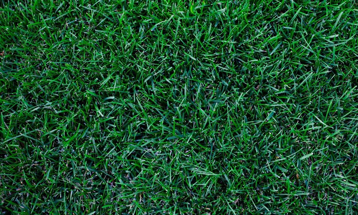 Kentucky Bluegrass Lawn Grass Seed, 1 Pound