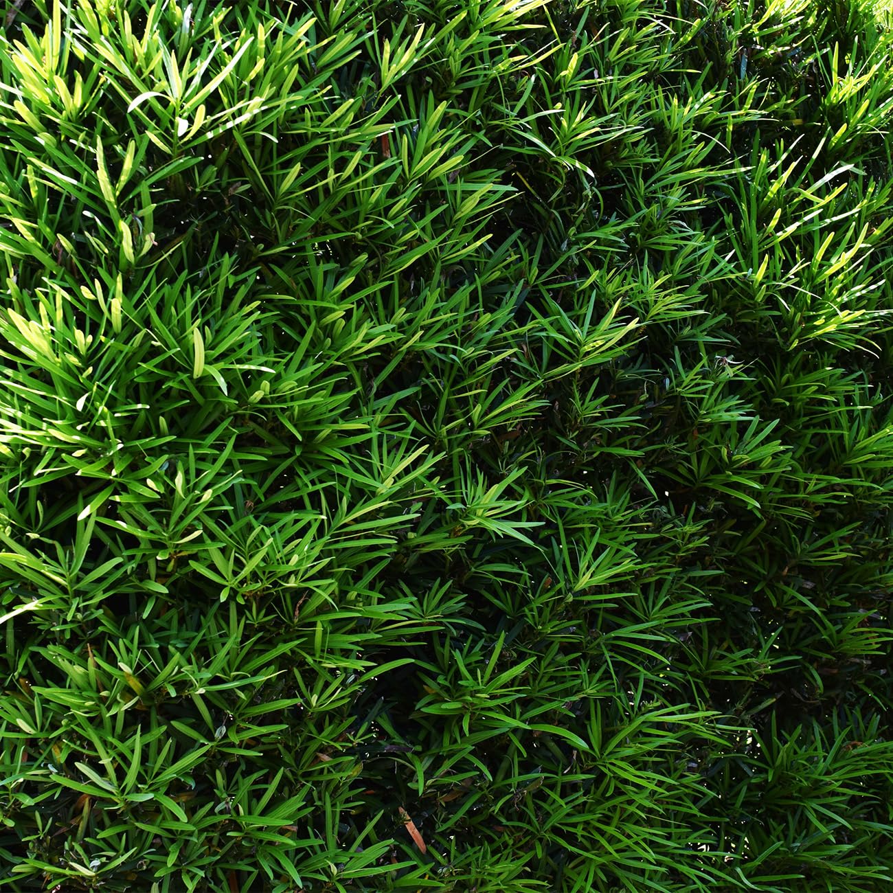 Perfect Plants Podocarpus Pringles 7 Gallon Growers Pot | Elegant Japanese Yew Perfect for Foundational Planting or Shrub Borders