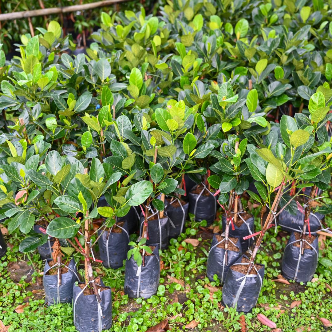 Live Jackfruit Tree Plant High Yield,1 Year Old Potted, 8-14" Tall, Sweet Tropical Fruit for Outdoor Gardens