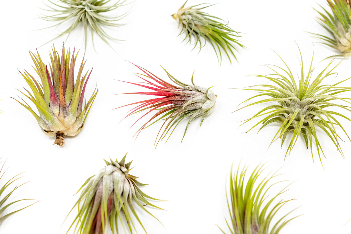 Ionantha Guatemala Air Plants - Choose Your Custom Quantity - Live Tillandsia - Easy Care House Plants - 30 Day Guarantee