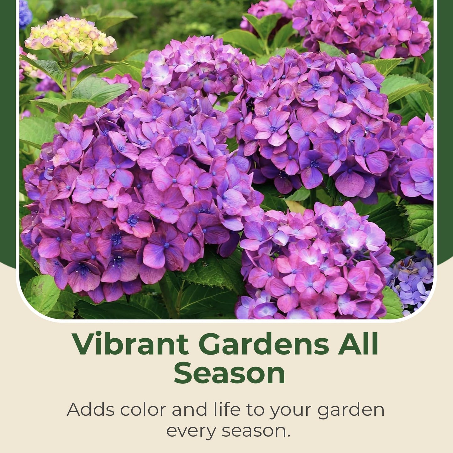 Hydrangea Lime Lovebird Shrub - Spring & Summer Blooming Live Pink and Green Flowers for Gardens in 2 Gal Pot - 3-4' x 3-4' Flowering Shrubs w/Moderate Watering Needs (1 Count)