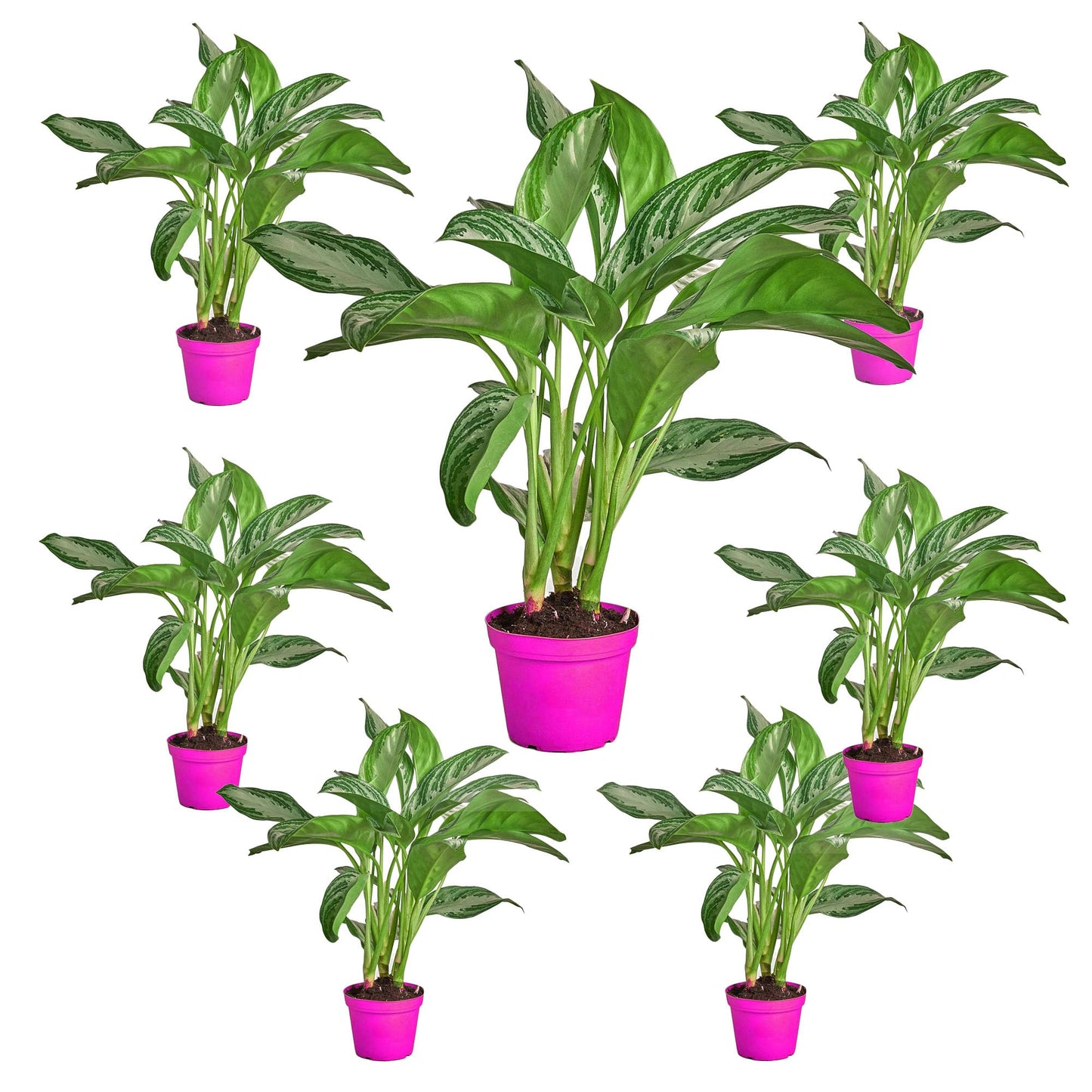 7 Pack Chinese Evergreen 'Silver Bay' - in 6in Pot - Live Plants Tropical Houseplants | Variegated | USA Growers | The Snobby Leaf