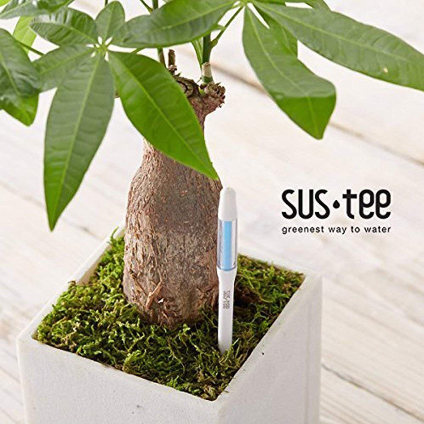 IPPINKA Sustee Aquameter, White, Small, Bundle of 12, Soil Moisture Meter for Potted Plants - Plant Water Sensor (Refillable Style)