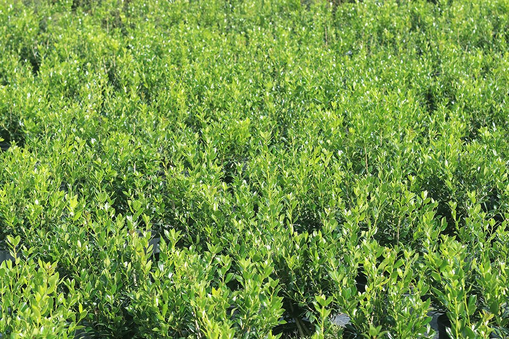 Needlepoint Holly - Size: 1 Gallon, Live Plant, Includes Special Blend Fertilizer & Planting Guide