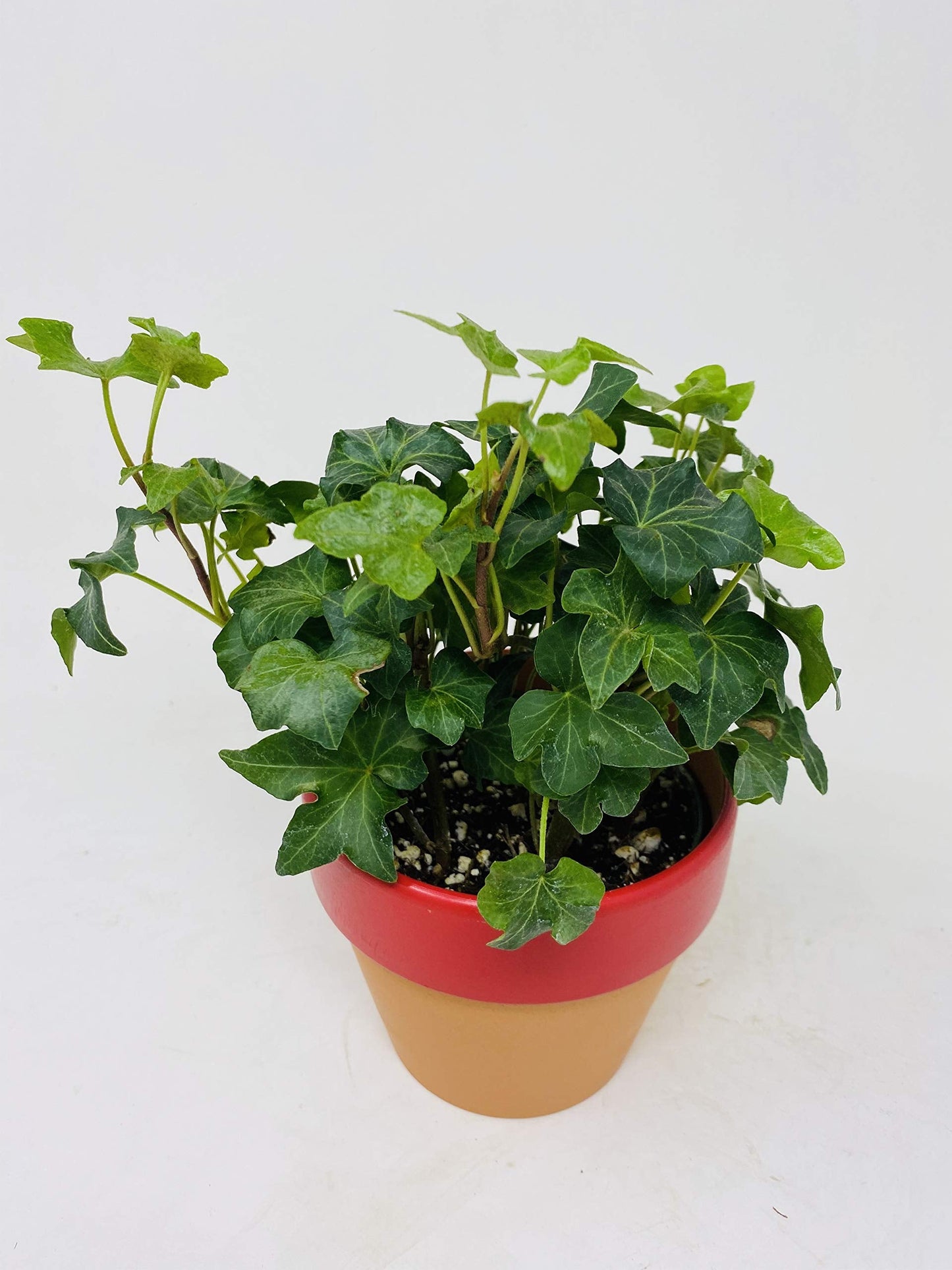 Clay Pot Baltic Ivy