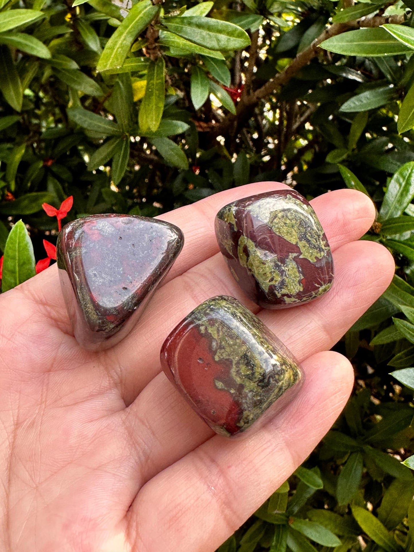 GAF TREASURES 5 Pcs Dragon Blood Jasper Tumbled Stones, Polished Dragon Blood Jasper Gemstone, Dragon Blood Jasper Healing Crystals (Dragon Blood Jasper)