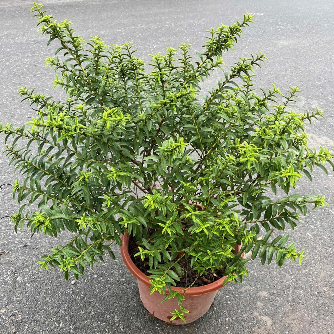 2 Rare Small Leaf Guava Trees Live Plants for Outdoor Planting, 4 to 6" Starter Plant, Fragrant and Sweet Guava, Can Train As Bonsai