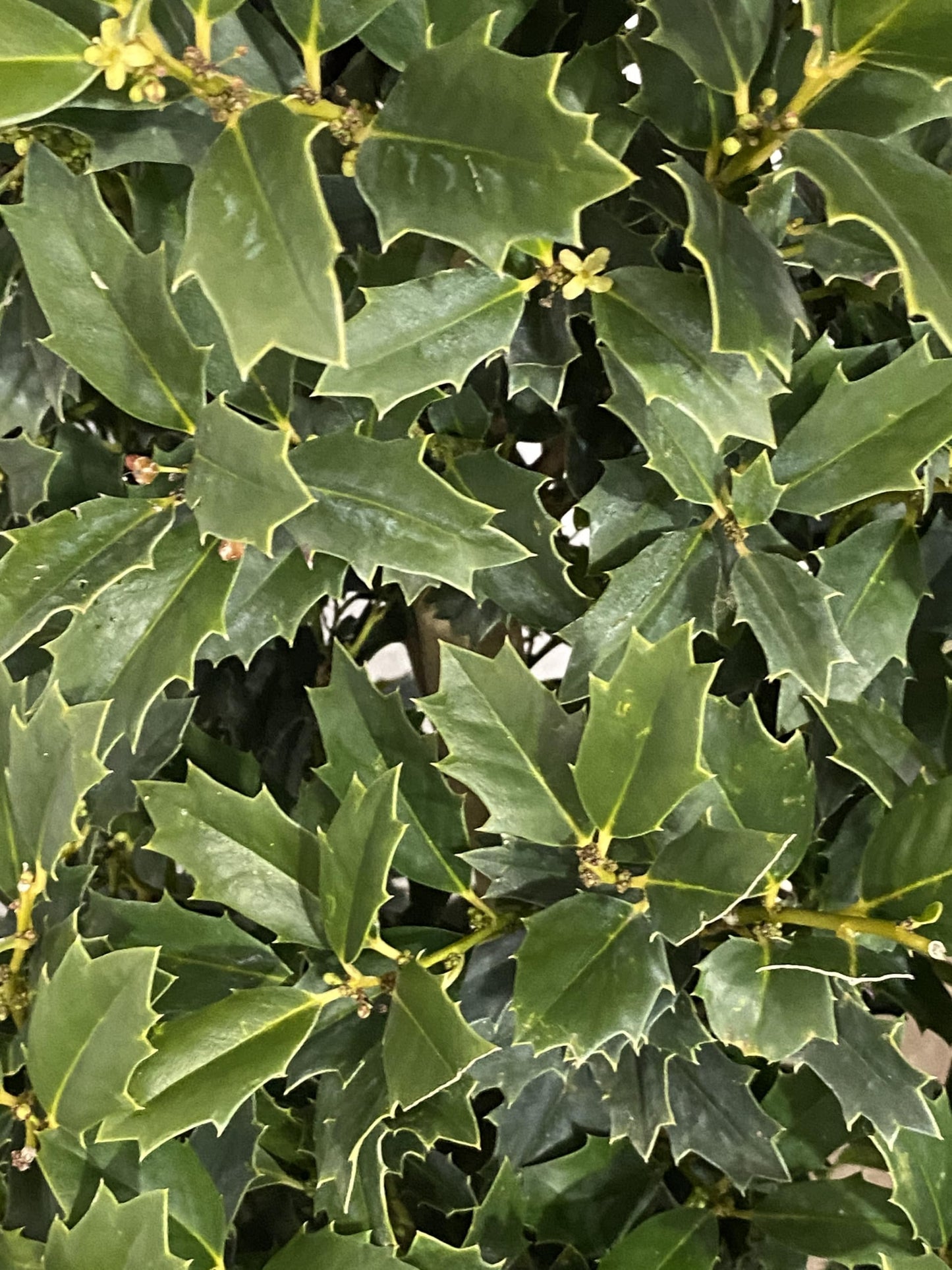 Oak Leaf Holly, Emerald Green Foliage, Medium Growth Rate, Evergreen, 1-2 ft. Height, 3 gal Nursery Pot