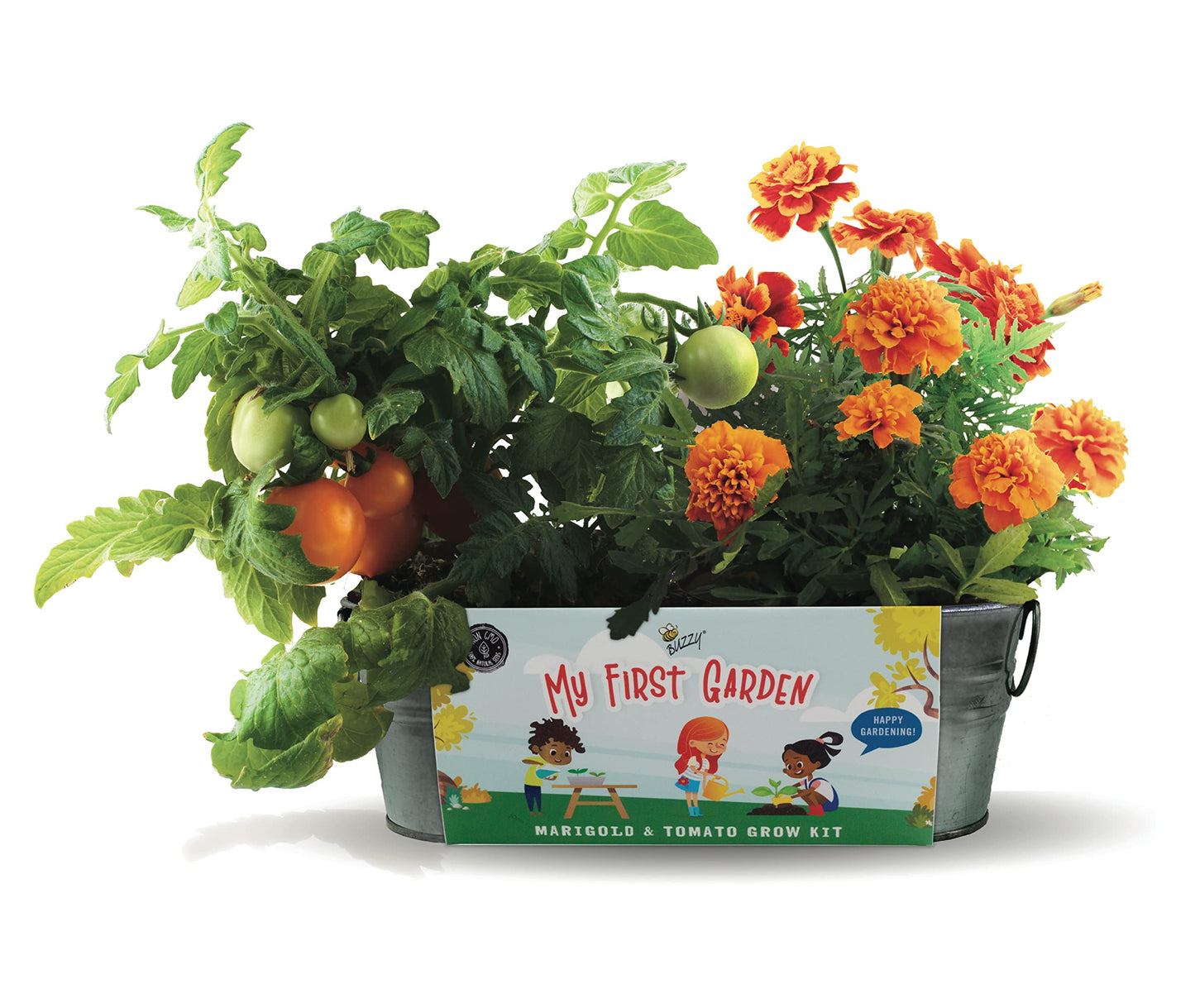 Buzzy Seeds My First Garden Windowsill Grow Kit, Tomato and Marigold Seeds, Indoor Gardening Starter Set for Beginners, Fun DIY Planting Project Gift, New Home Present