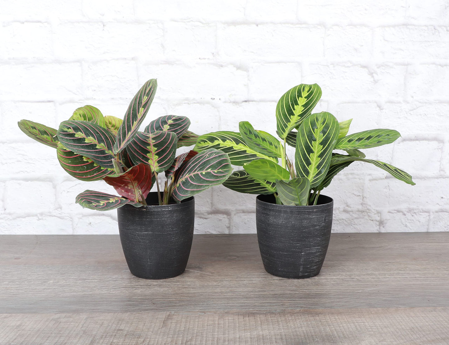 Thorsen's Greenhouse Prayer Plants Set of 2, Maranta leuconeura, Pet Safe, Low Light, Live Indoor Plants, 4" Diameter Plants, Classic Pots (Brushed Silver)