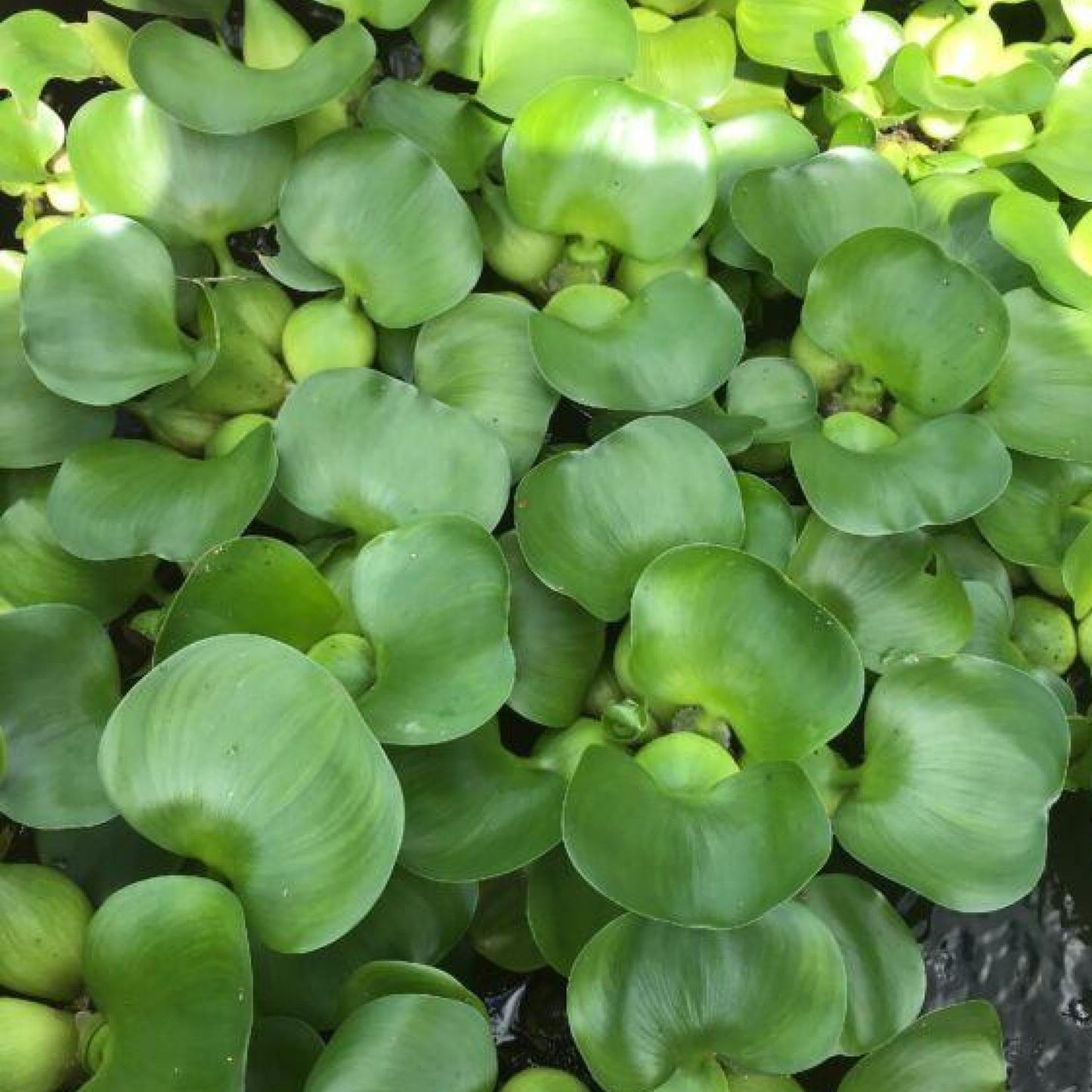 Chalily Water Hyacinth Floating Pond Plants Live Aquatic Plant Great for Koi Ponds Flowering and Fast Growing Hyacinths Cannot Ship to Some States (3)