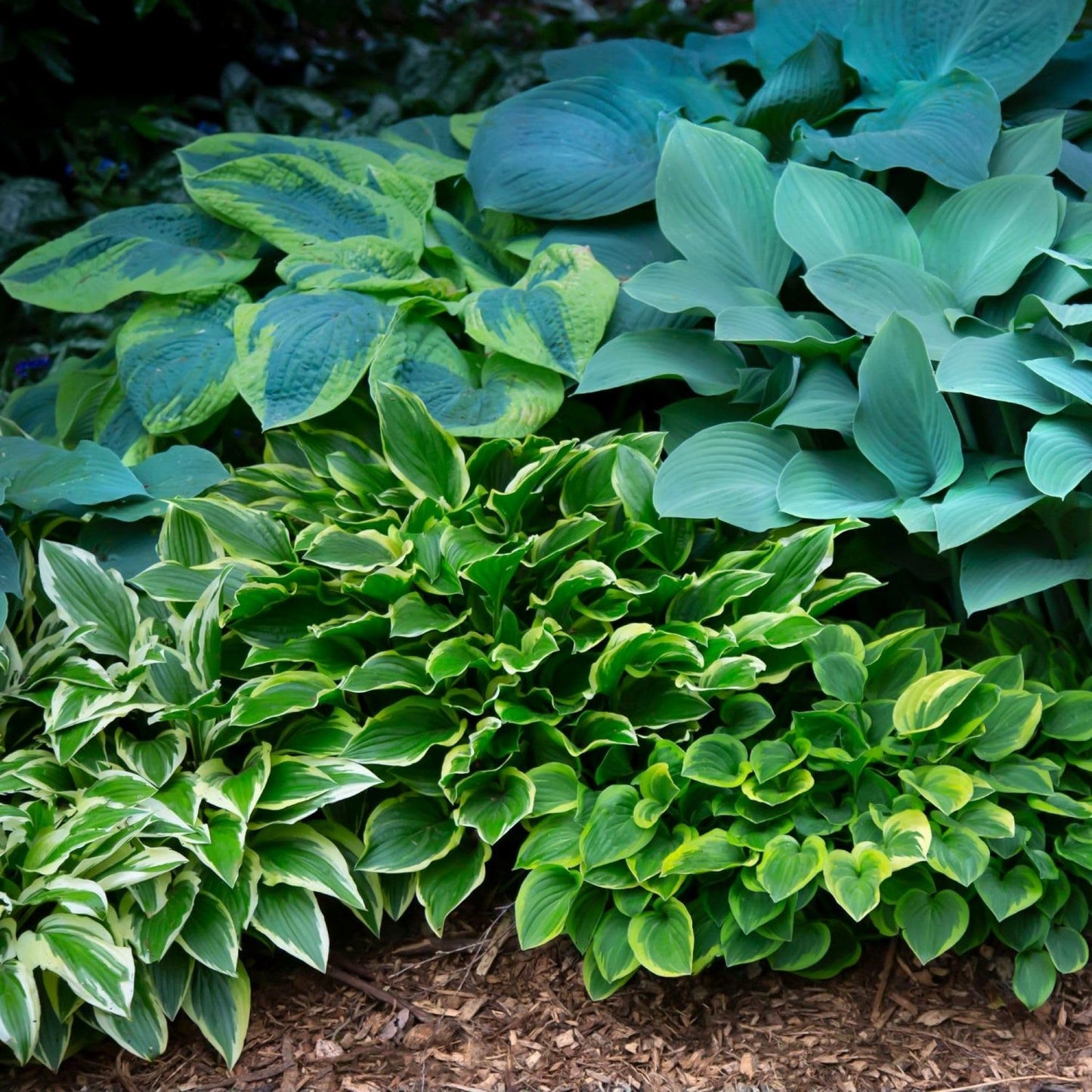 Easy to Grow Hosta Bumper Crop Mix 10 Trimmed Roots - Mixed Varieties Colorful Foliage, Summer Flowers Partial to Full Shade Zones 3-8