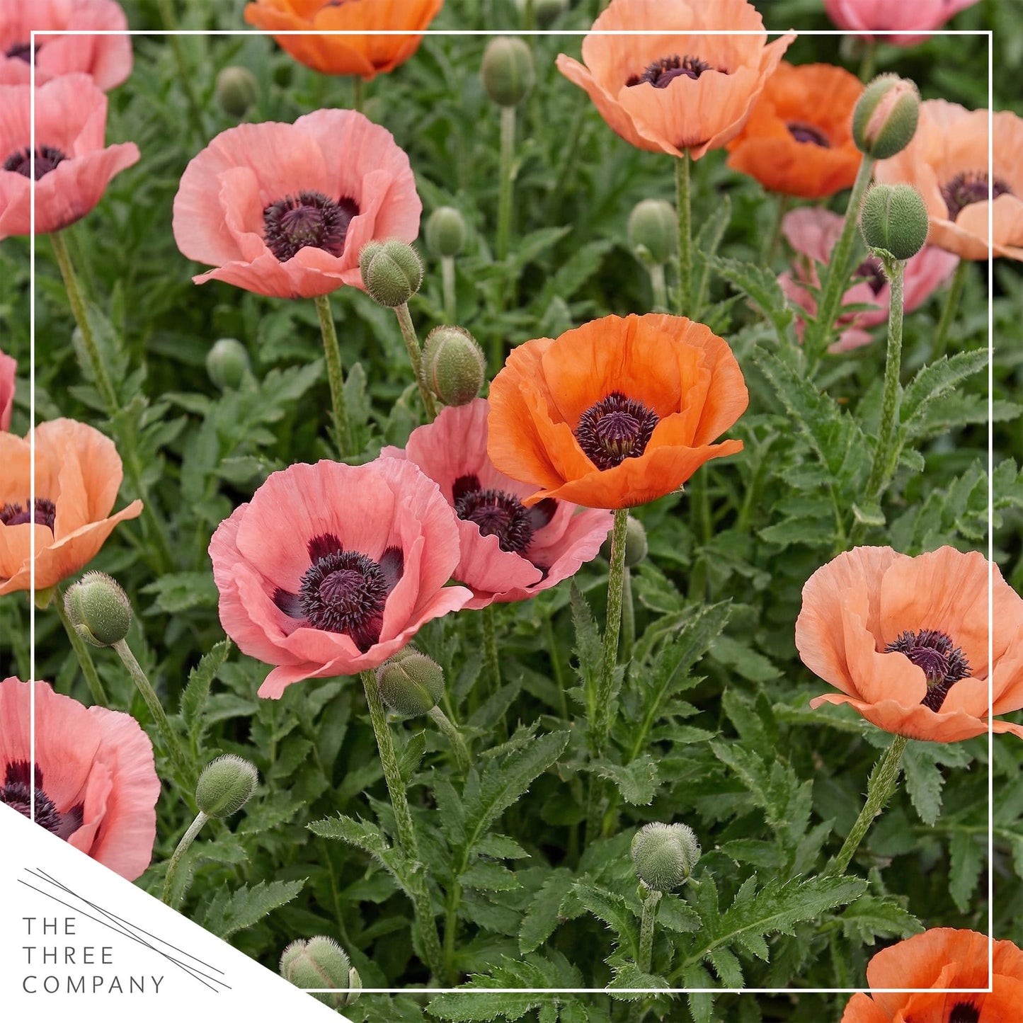 Live Papaver Oriental Poppy 2-Pack – Fruit Punch – Large Spring Blooms, Sun Perennial, 10” Tall, 1 Qt Pot
