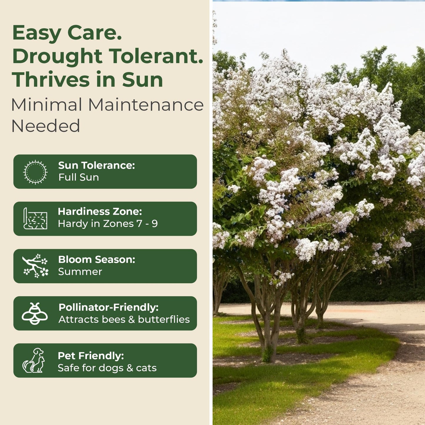 Crape Myrtle Natchez Shrub with White Flowers - Summer Blooming Flowering Trees in 3 Gal Pot - Grows Upto 12-16' x 6-8' - Low Maintenance Shrubs (1 Count)