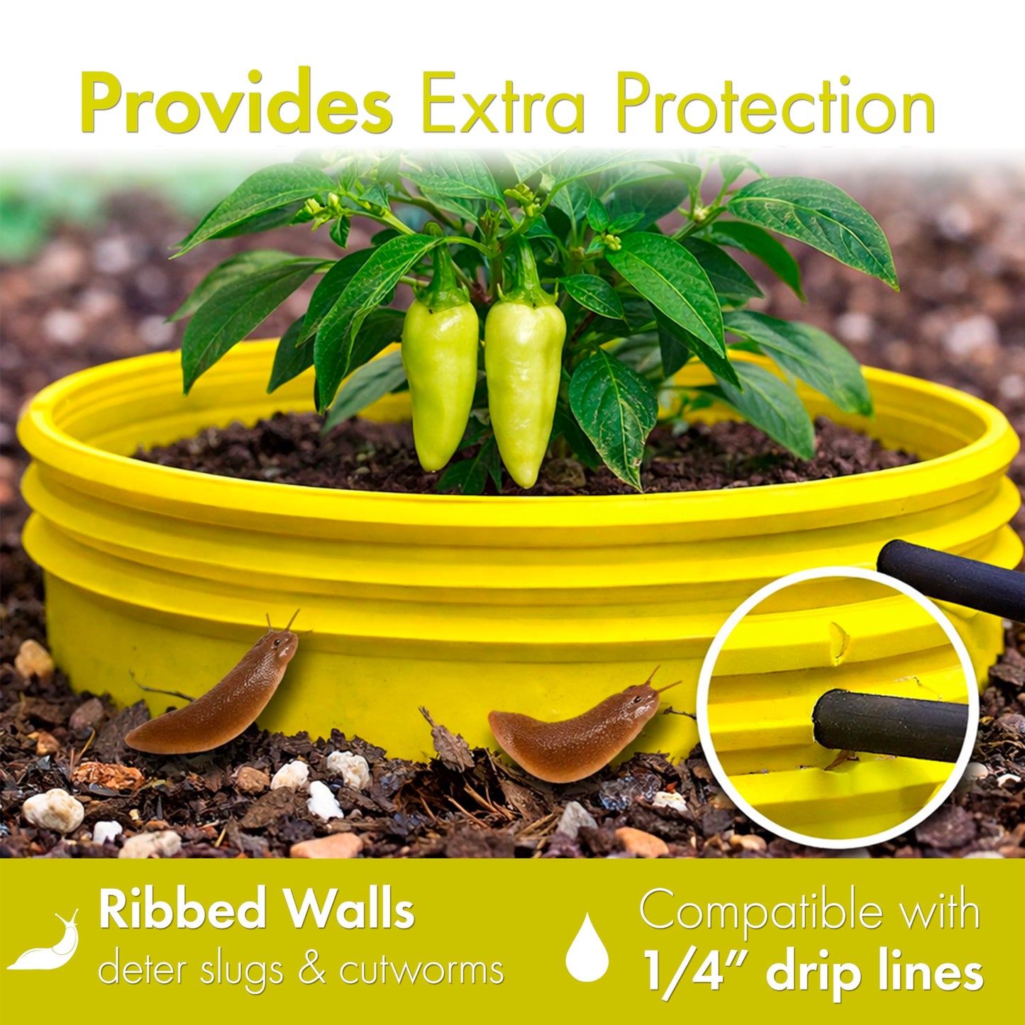 7 inch Solid Planting Grow Rings | 6 Pack Yellow | One-Piece Design for Deep Root Watering Veggies, Herbs & Flowers | Mulch & Soil Barrier | Deter Slugs and Cutworms | Heavy Duty | Made in USA