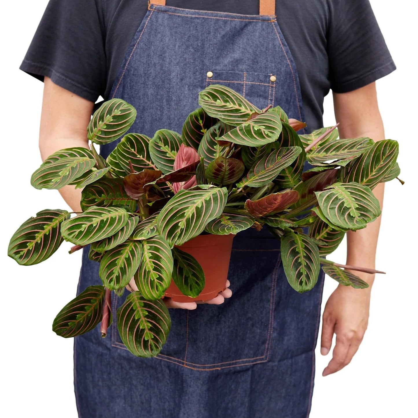 Maranta Red Prayer | Live Plant for Indoor & Outdoor | for Living Room, Office, Bathroom | (6" Pot)