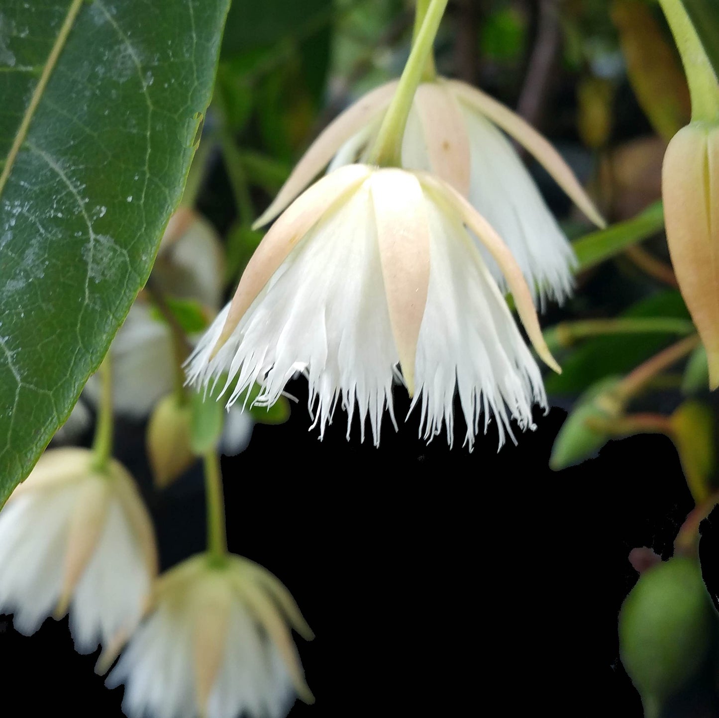Fairy Petticoat - Elaeocarpus grandiflorus - Live Tree Plant - Unusual Fringed Pink White Flower - Emerald Goddess Gardens - Starter Sz 4 Inch Pot
