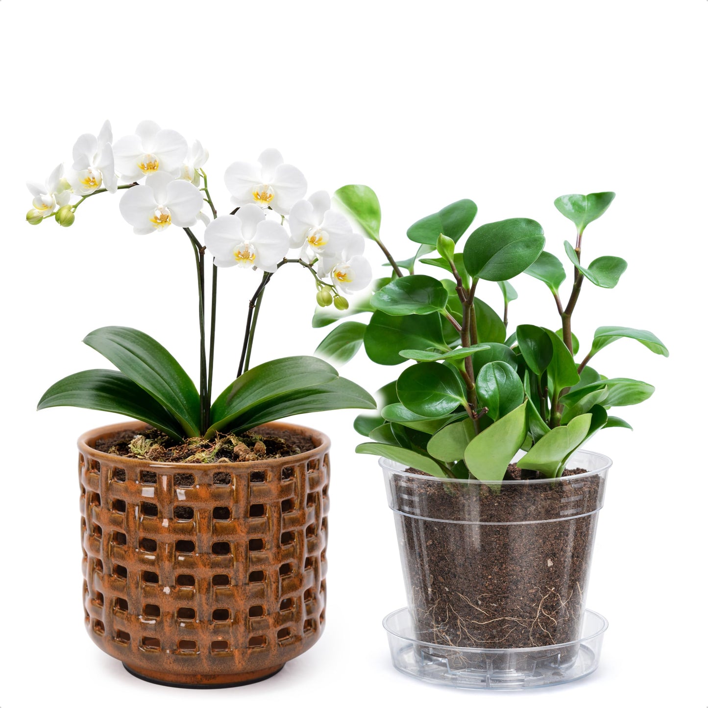D'vine Dev 6.7 Inch Ceramic Orchid Planter with Lattice Cutout Design, Glazed Cachepot with Clear Nursery Pot & Detachable Saucer for Orchids and Indoor Plants, Pumpkin, 28-A-Y-5