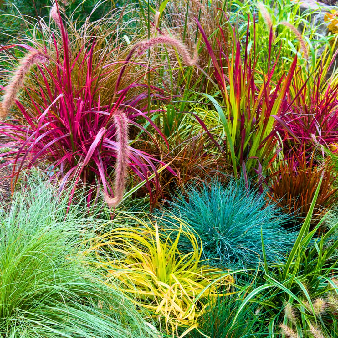 2 Grass Ornamental Grasses Seedlings, Live Grass Perennial Hardy Ornamental Plants, Outdoor Planting, 5-9" Tall (Mixed)