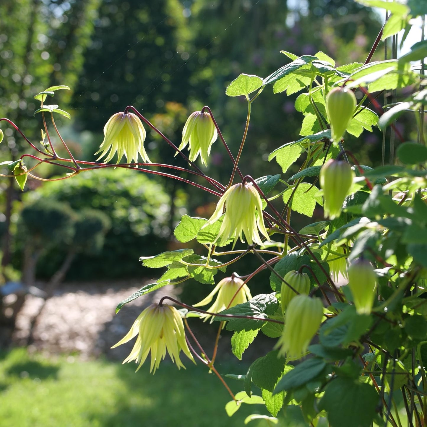 Proven Winners Funyella Clematis (Clematis) Live Plant, 4.5" Qt, 4 Pack