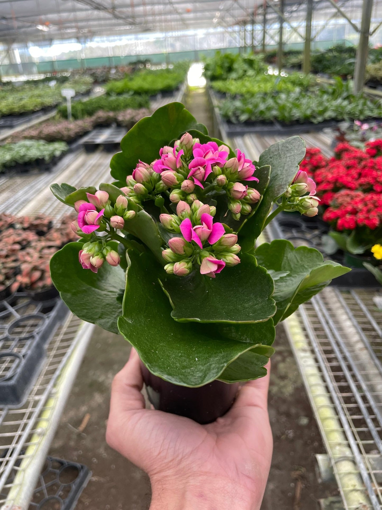 Kalanchoe | Live Plant for Indoor & Outdoor | for Living Room, Office, Bathroom | (4" Pot)