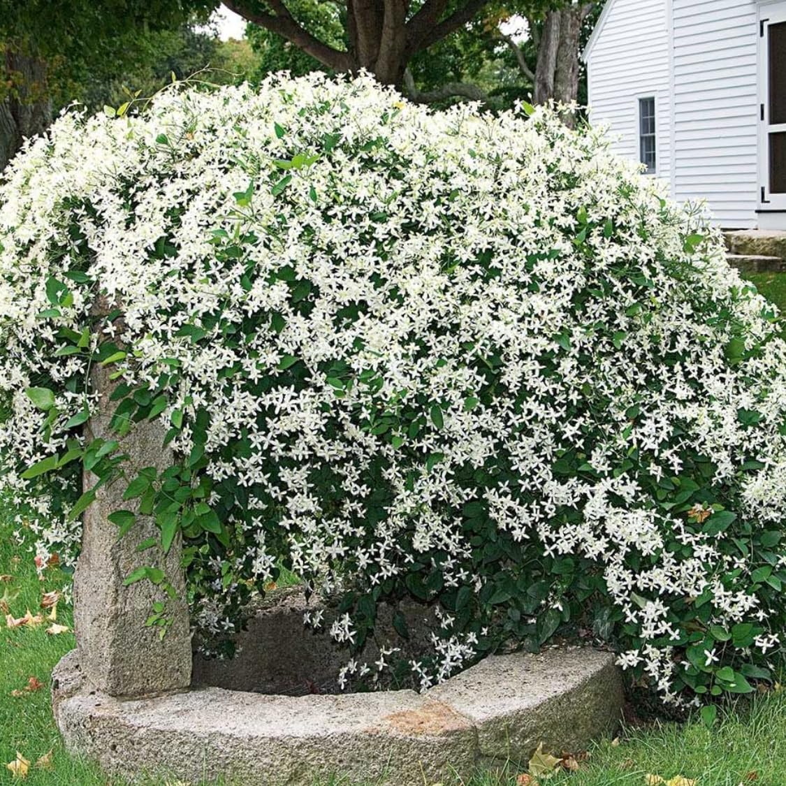 3 Clematis Plants Live Trees Seedlings, Sweet Autumn Clematis Vine in 4-inch Pot, Dormant in Winter, Spring Blooms