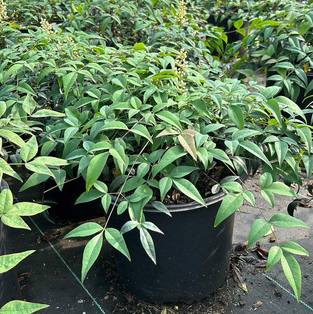Harbor Belle Heavenly Bamboo, 3 Gallon, Evergreen Shrub