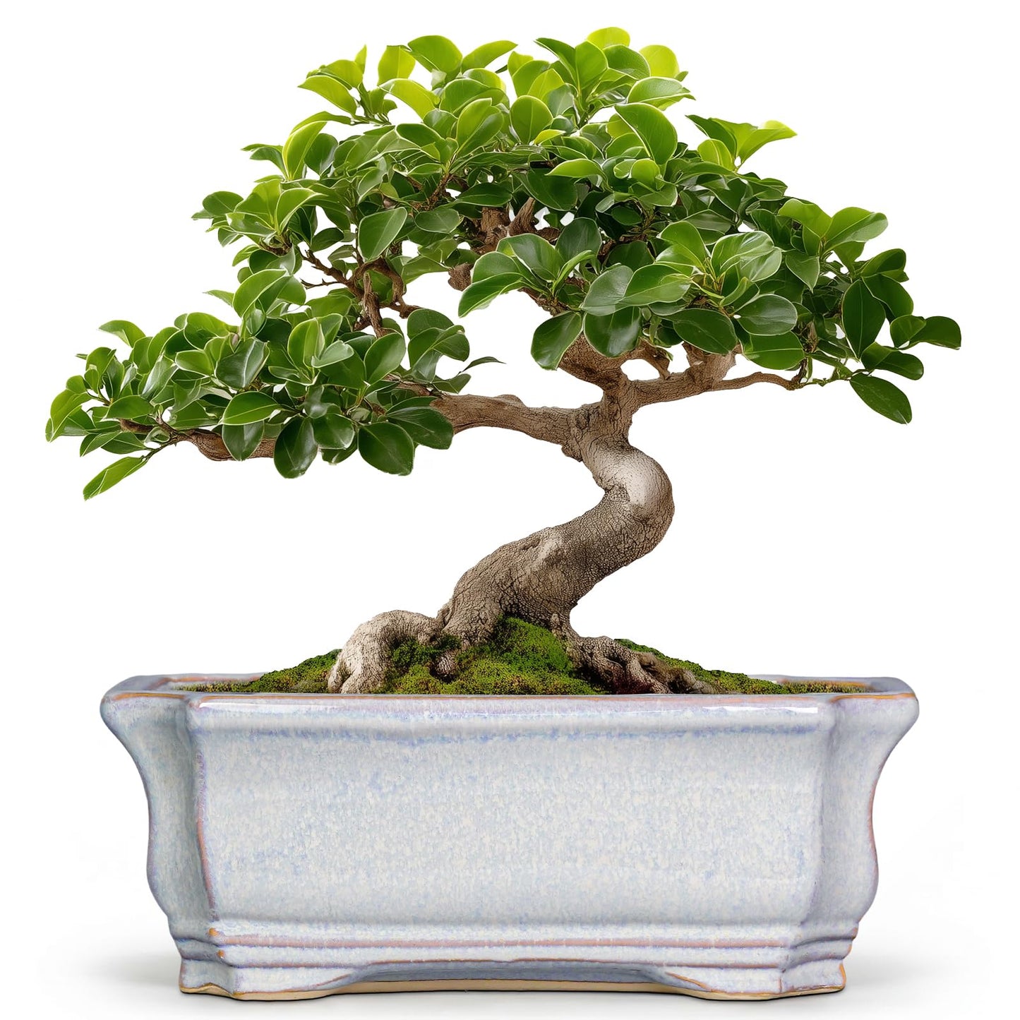 Teagas Ceramic Bonsai Planter - 11.6 Inch Bonsai Tree Pots for Succulent Plants, Succulent Planters with Drainage Hole, Shallow Decorative Planter, House Decor, House Warming Gifts, Rectangular Grey