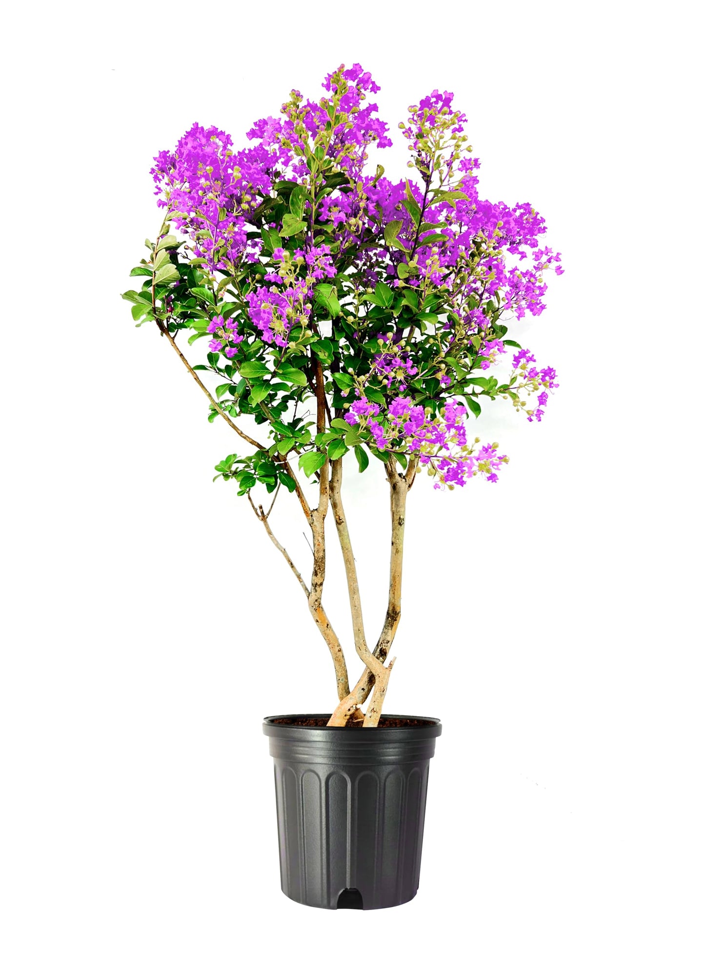Crape Myrtle Twilight | 1 Extra Large Trade 3 Gallon Plant | Lagerstroemia Indica 'Twilight' | Vibrant Blooms | Drought Tolerant