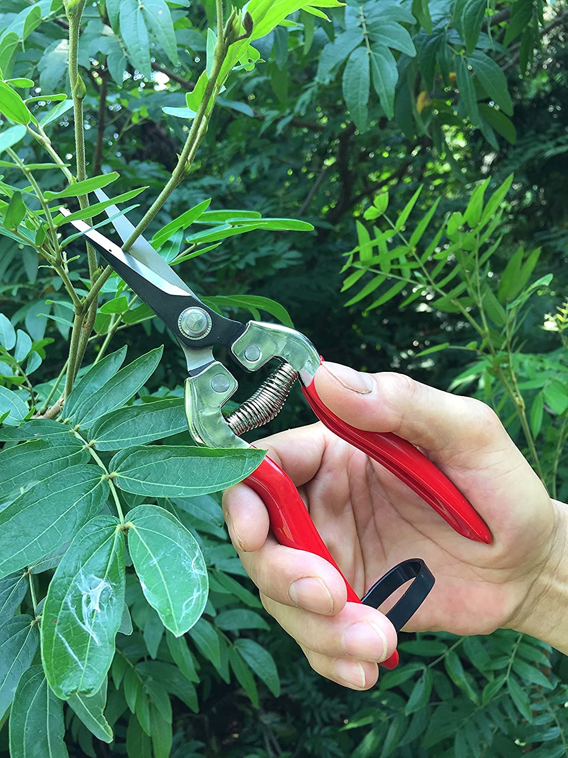 gonicc 8" Professional Premium Titanium Bypass Pruning Shears (GPPS-1003), Hand Pruners, Garden Clippers, Bonsai Cutters (Red Micro-Tip Pruning Snip)