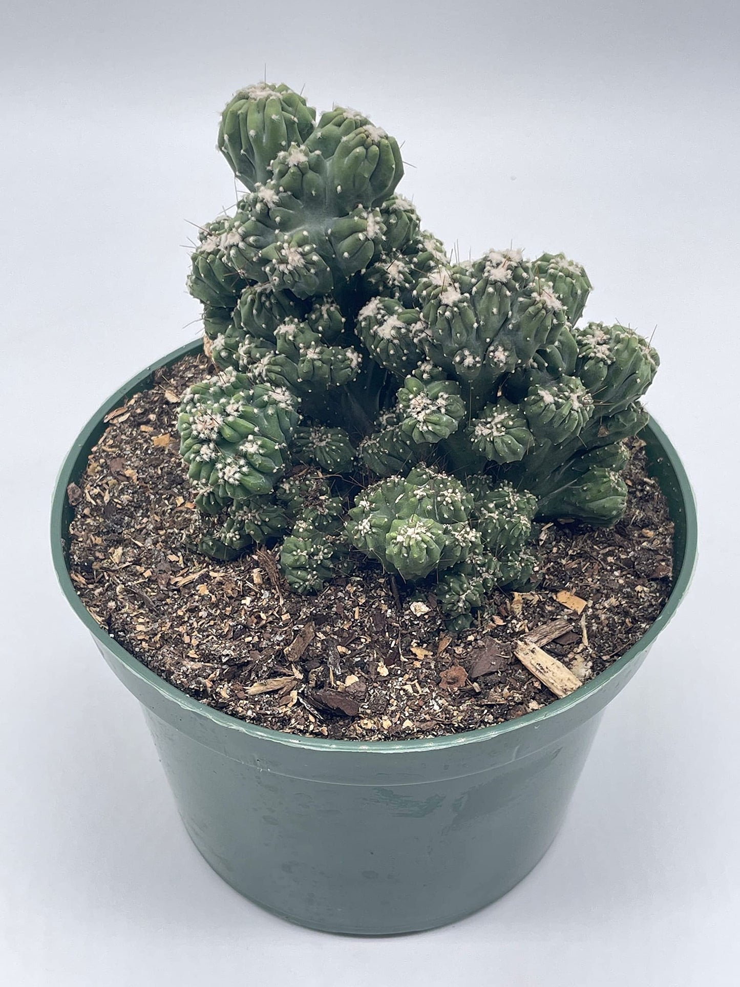 BubbleBlooms Crested Cereus Cactus in a 6 inch Pot Peruvian Apple Cactus, Repandus, uruguayanus, Hedge Cacti