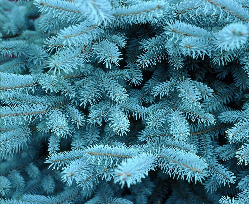 Montgomery Dwarf Blue Picea- Grows Only 4 feet Tall - 3 Year Live Plant
