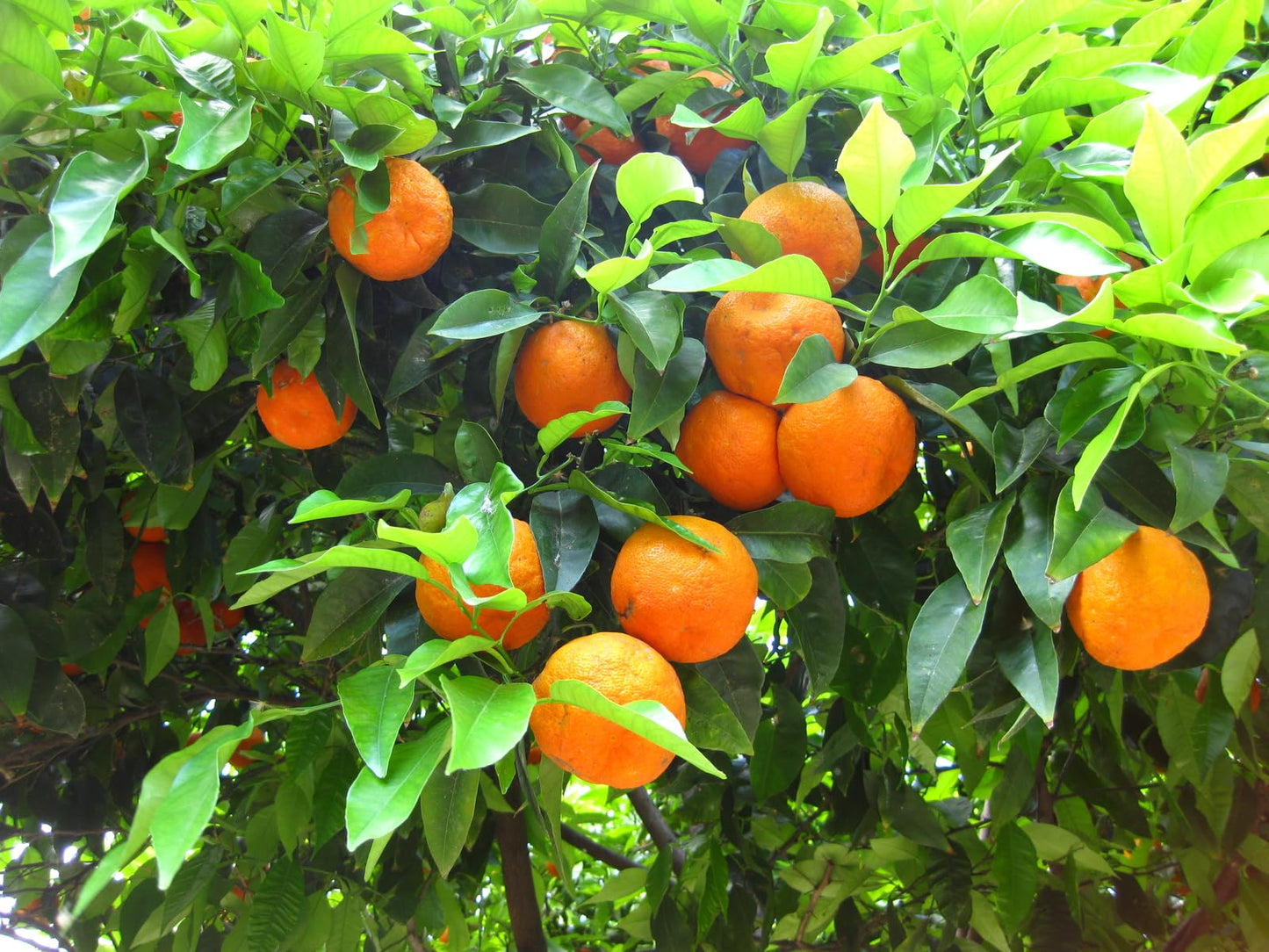 Live Plant - Valencia Orange Tree - 26-30" Tall - Live Citrus Plant - Grafted - Gallon Pot