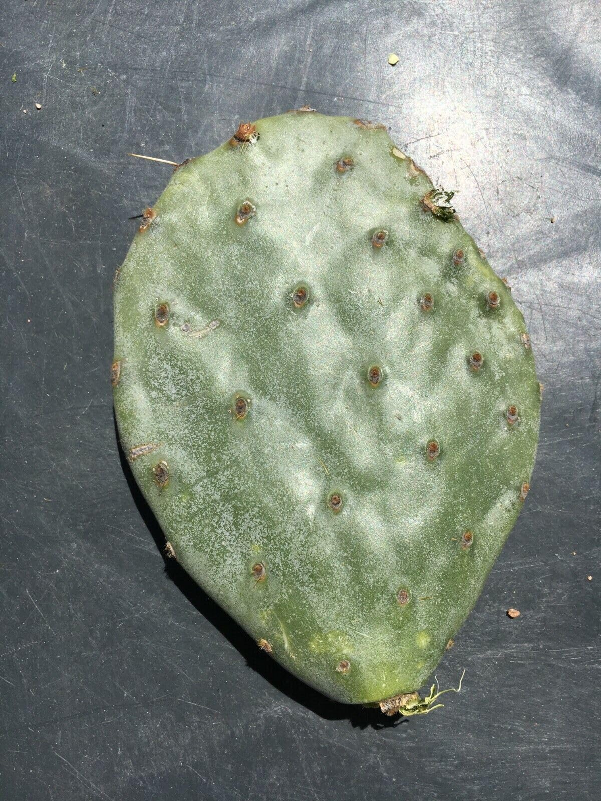 Wheel Cactus (Opuntia robusta) - Live Plant Cutting - Ready to Propagate - Grows Huge Pads