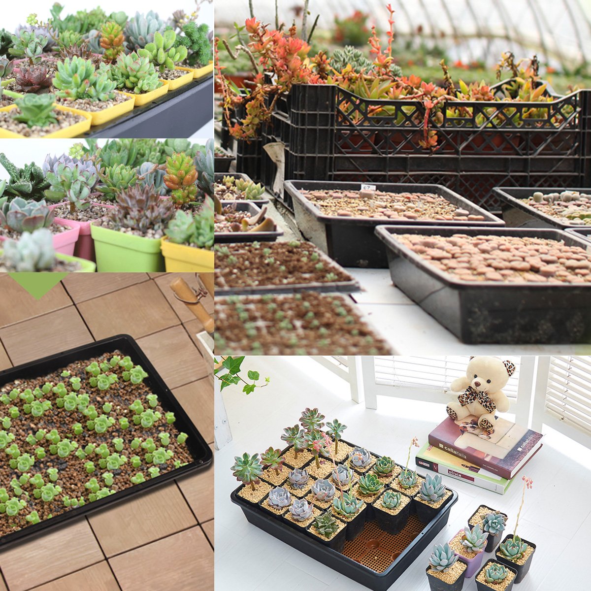 eZAKKA 37x30cm Seed Starter Tray Seed Seedling Starting Kit Plant Germination Kit Humidity Dome with 20 Pieces Square Seed Starter Pots (Black Pots)