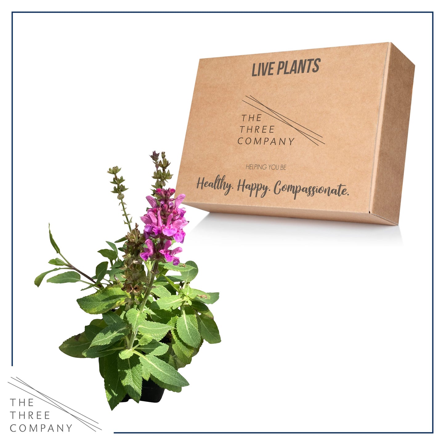 Live Salvia - Pink - Beautiful Upright Perennial - Healthy Spring Plant - 12" Tall by 6" Wide in 2.5 Qt Pot