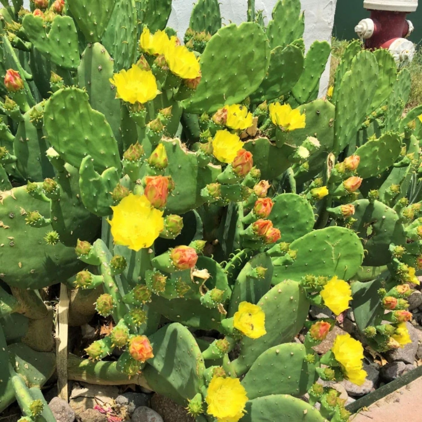 Green Prickly Pear Cactus Plant Live, Prickly Pear Cactus Live Plant Pot for Gardening