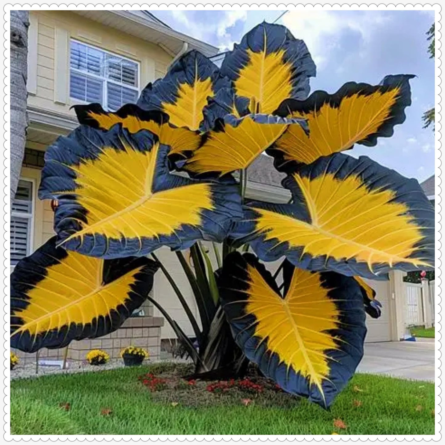 FEWSDVBX Elephant Ear Beautiful Assortment for Outdoor Garden Landscapes,Ideal for Home Gardens & Patios (6)