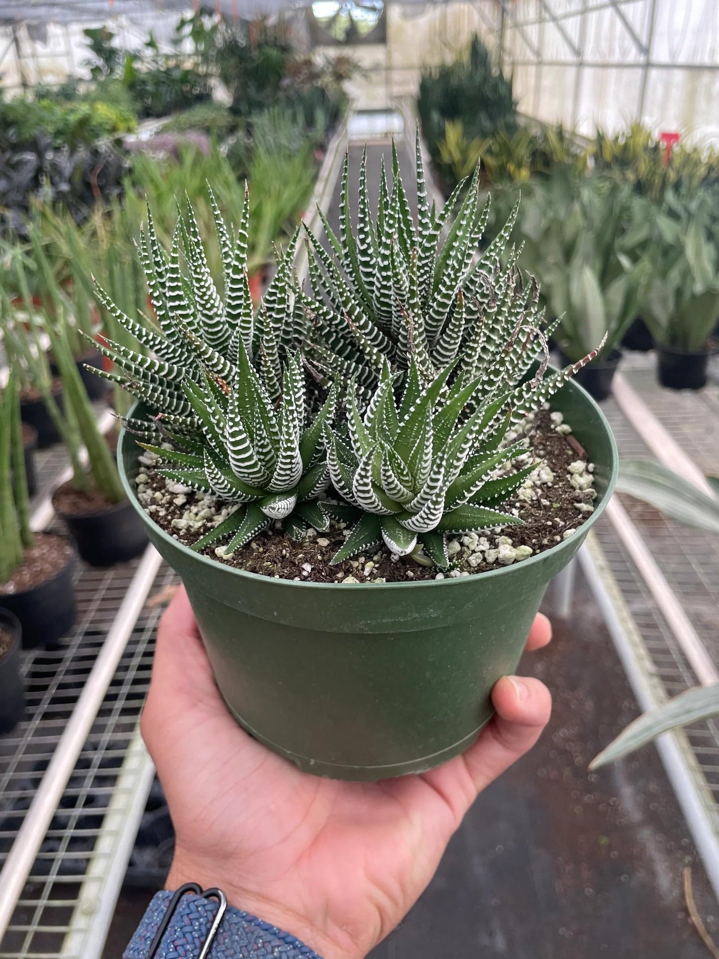 8 Pack Zebra Succulent in 4in Pot - Live Plants Tropical Houseplants | Variegated | USA Growers | The Snobby Leaf