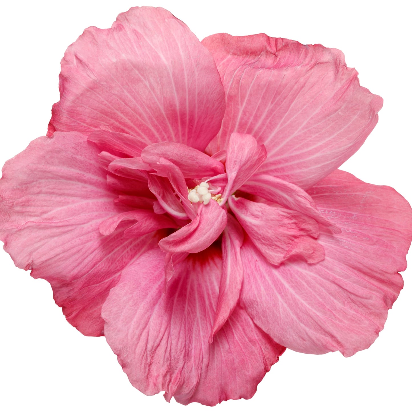 Proven Winners Magenta Chiffon Rose of Sharon (Hibiscus syriacus) Live Plant, 4.5" Qt, 4 Pack