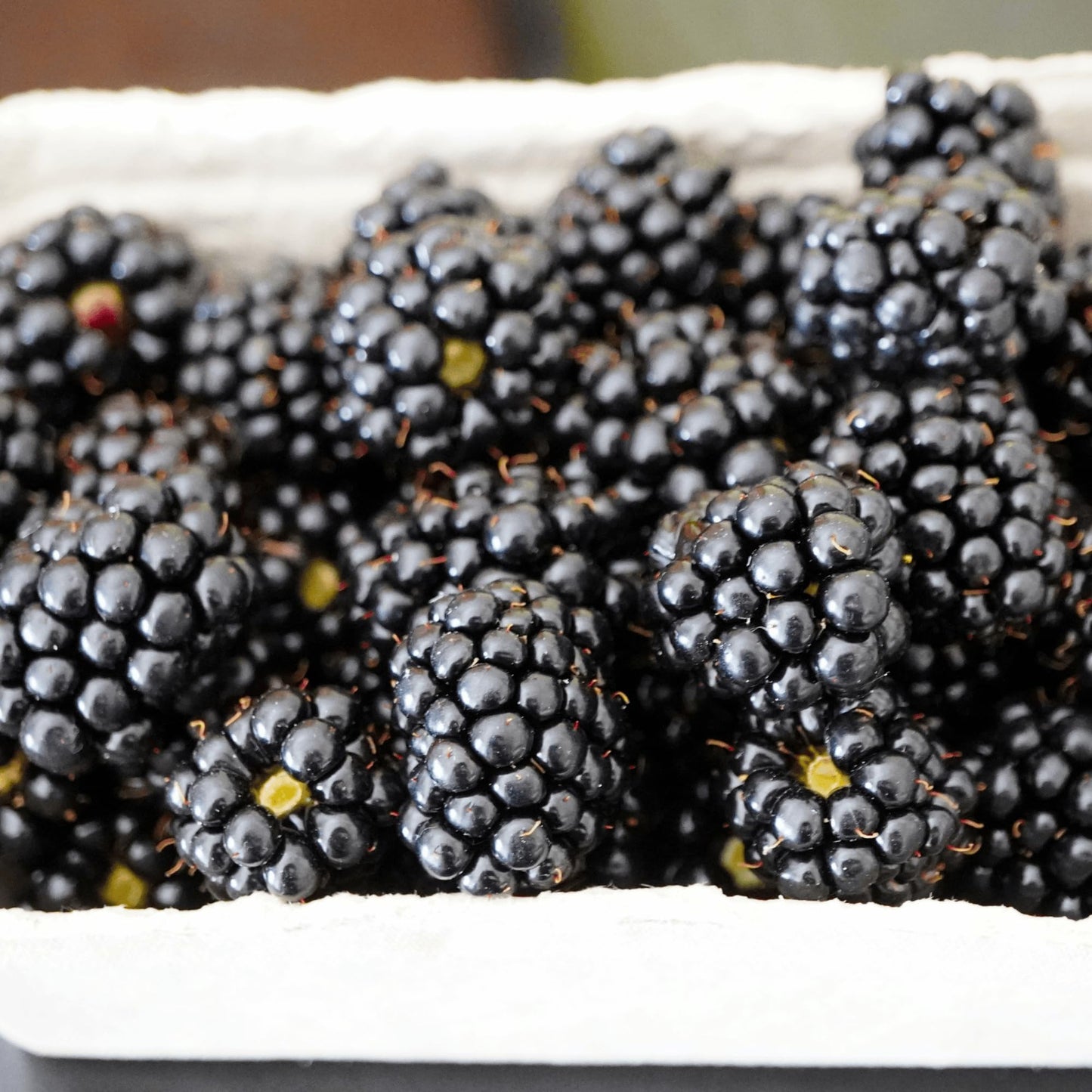 'Ouachita' Thornless BlackBerry Plants - Excellent Fruit Quality and Highly Adaptable - Large BlackBerry Plugs from Hand Picked Nursery (5)