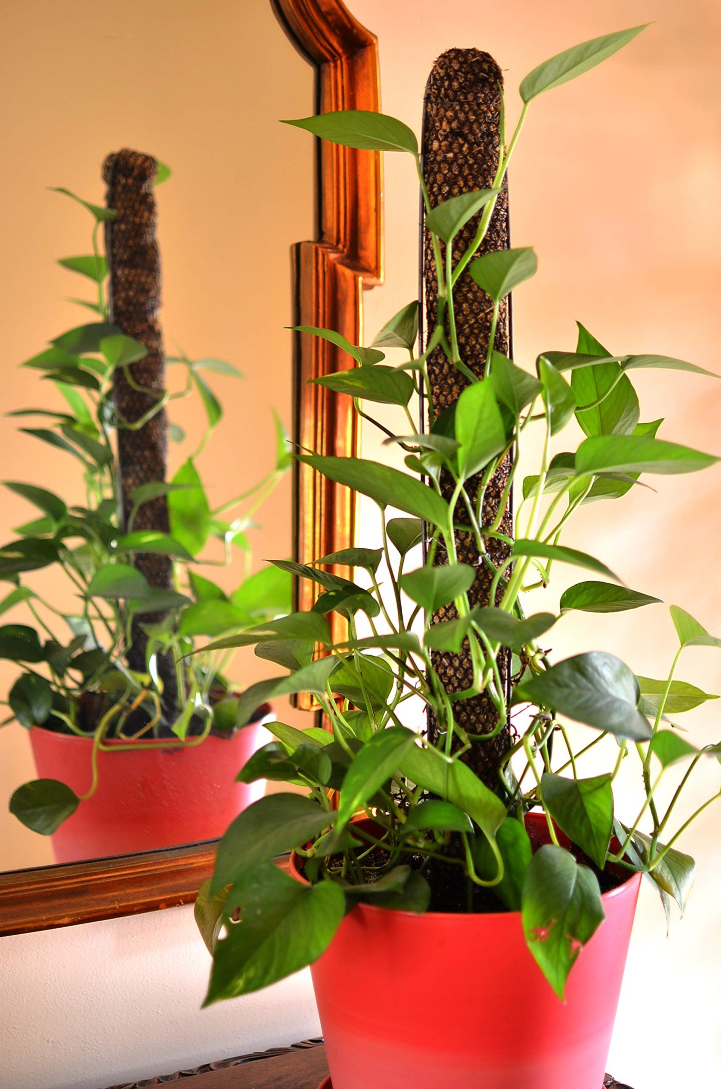 Mosser Lee Sphagnum Moss Pole for Indoor Plants, Monstera Moss Pole, Plant Pole Made in USA - Ideal for Climbing Plants, Enhances Plant Growth & Stability - 18" Height