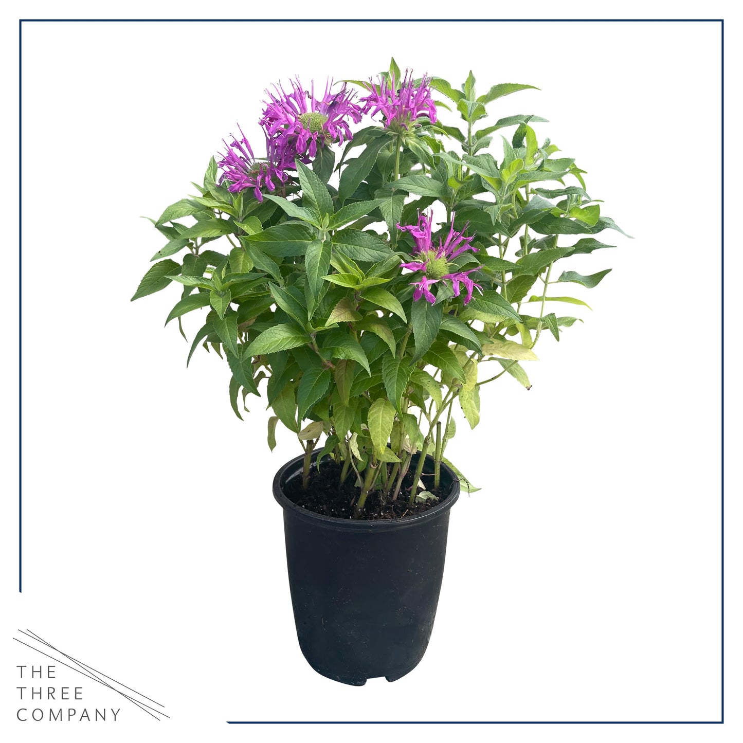 Live Flowering Bee Balm - Balmy Purple (2 Plants Per Pack), Pollinator - Attracts Butterflies, 10" Tall by 4" Wide in 1 Qt Pot