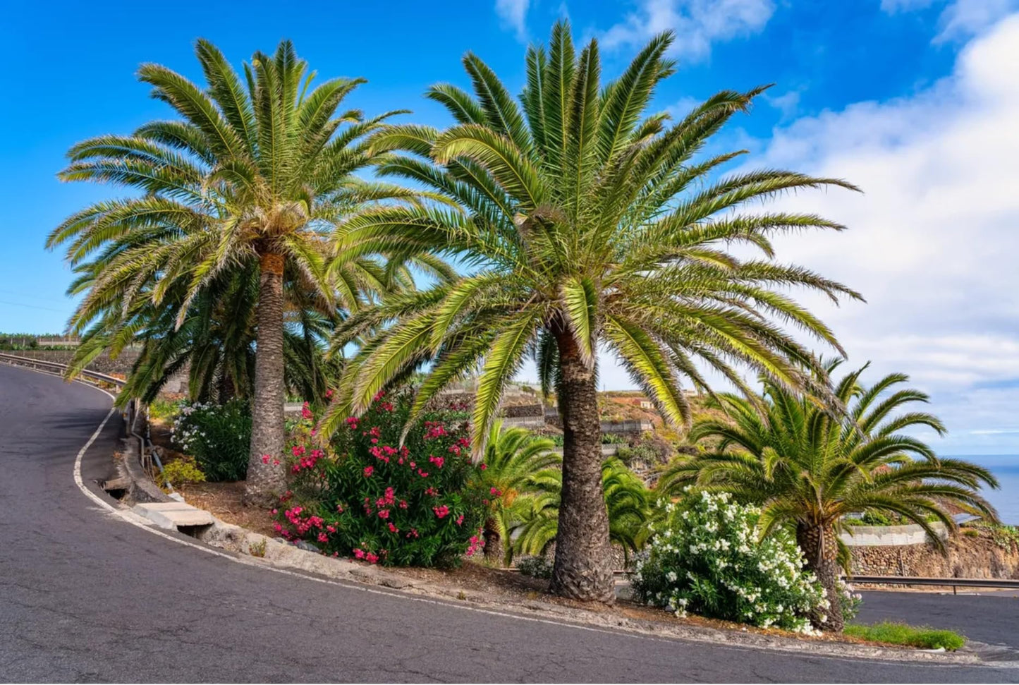 Phoenix Canariensis Pineapple Palm Tree, Indoor/Oudoor Live Plant, Drought Resistant