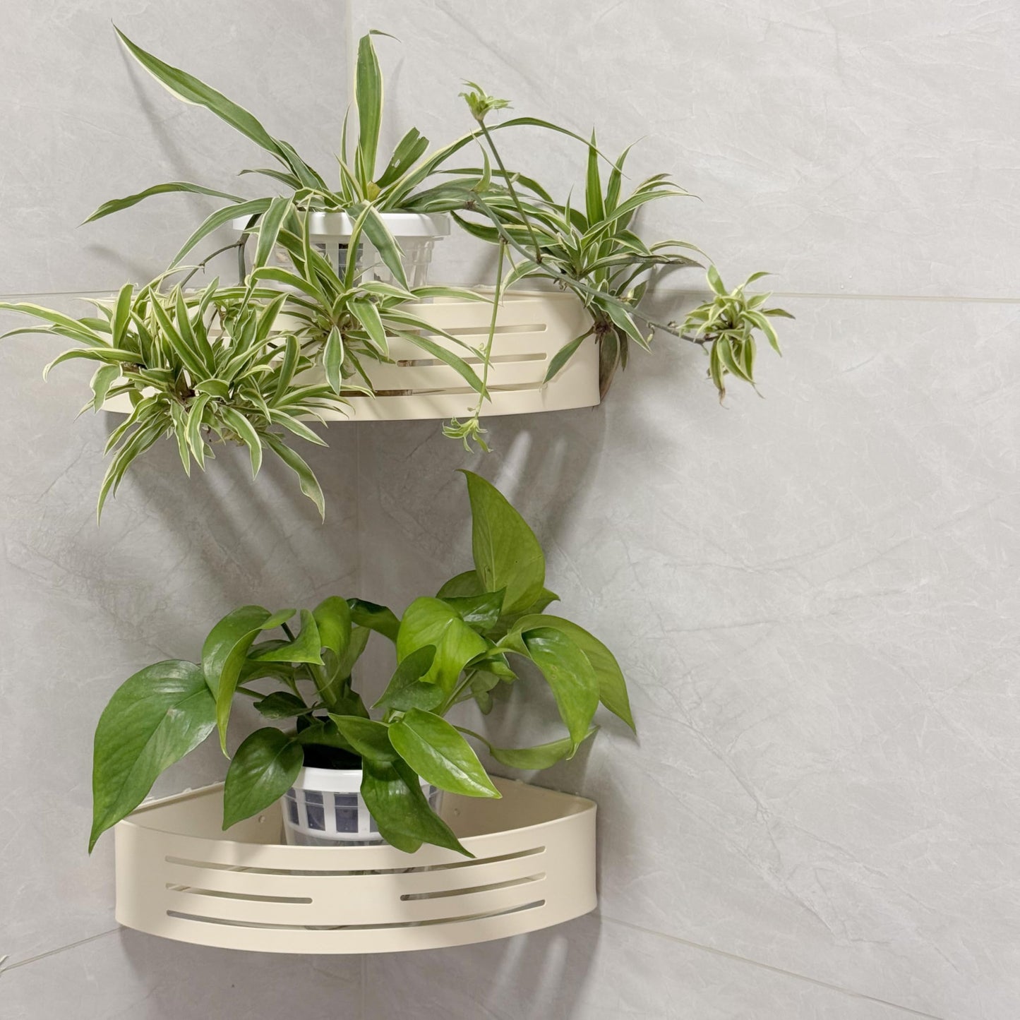 VirgoLeo Set of 3 Plastic Window Planter with Suction Cup Holder. Large Window Popagation. Clear Self Watering Window Mounted Plant Pots. Window Sill Planters Extender for Indoor Hydroponic Plants