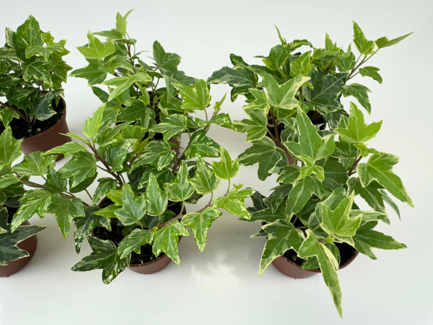 Variegated English Ivy (6 Plants) (2" Mini Pots/Starter Plants) 'Hedera Helix' | Terrariums | Fairy Gardens | Ground Cover