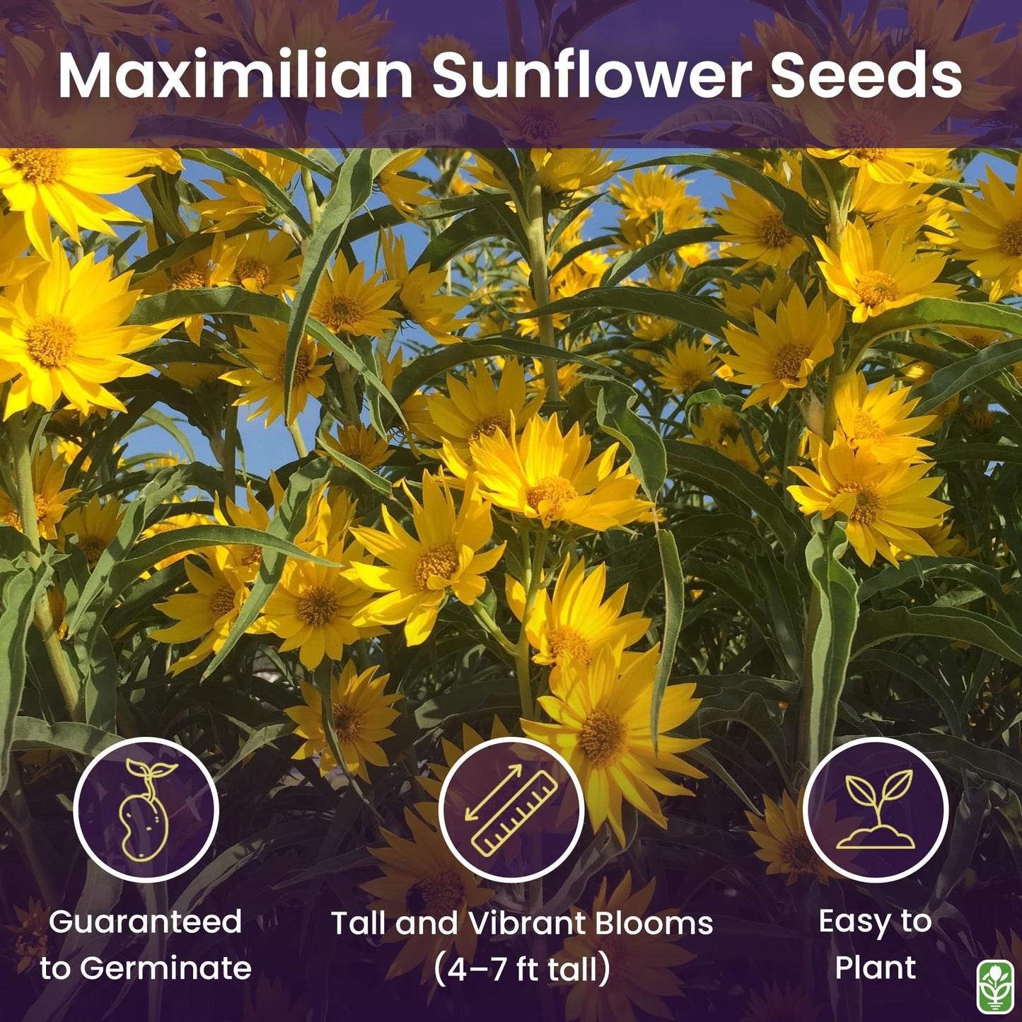 Maximilian Sunflower Seeds - Attracts Bees and Butterflies - Perennial Sunflower Native to North America, Approximtely 600 Seeds