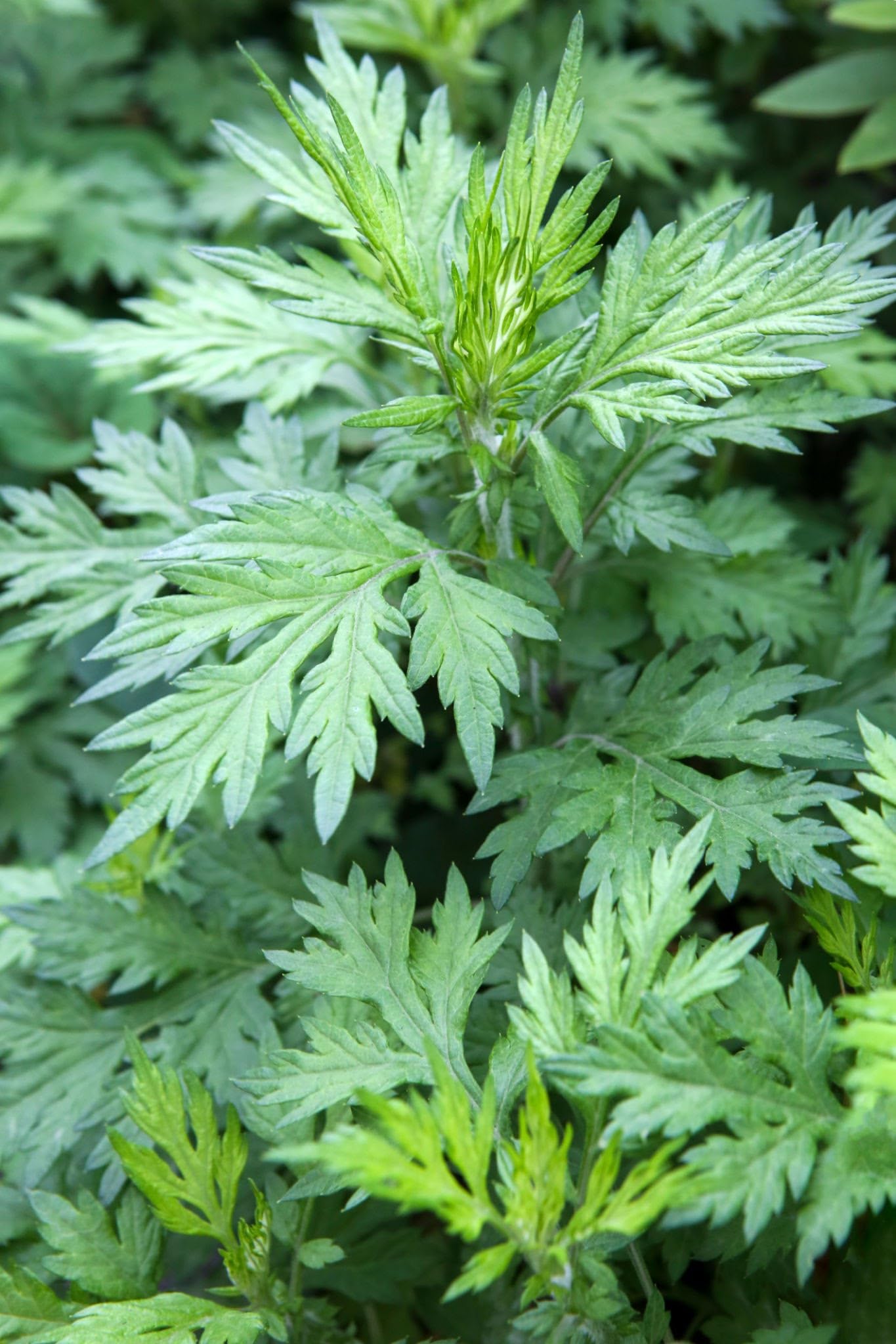 Pilestone Organic Mugwort, Artemisia vulgaris, Live Plant in 4-inch Pot