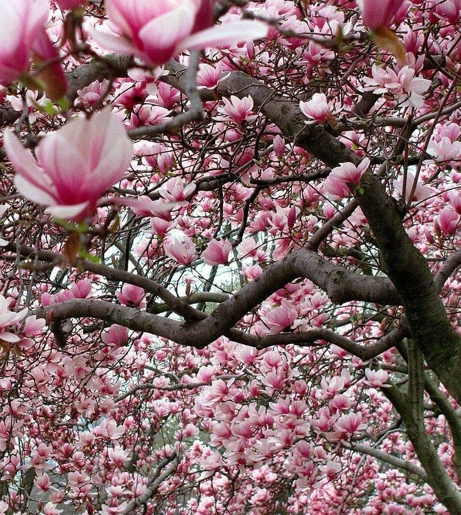 Live Plant - Ann Magnolia Tree/Shrub - 6-12" Tall Live Plant - 2.5" Pot - Potted Seedling